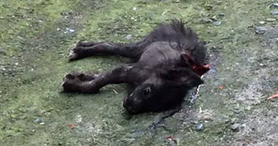 verbicaro cani uccisi cucciolo machete fb