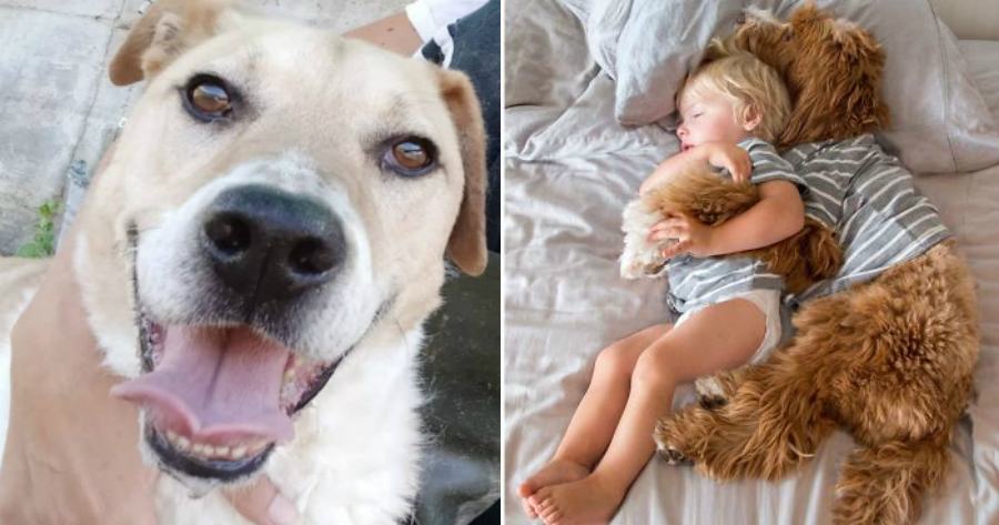 vespasiano Buddy e Reagan