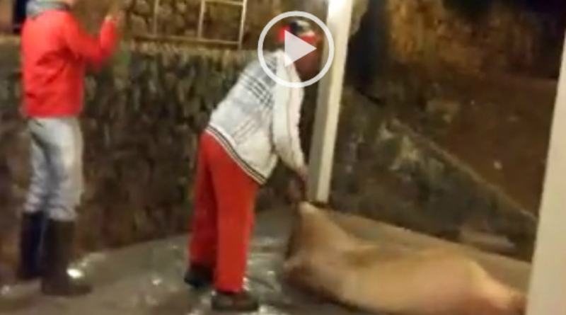 video maiale sgozzato 1