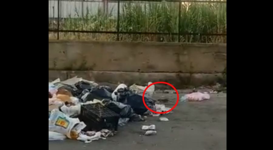 video topi galline rifiuti via popilia
