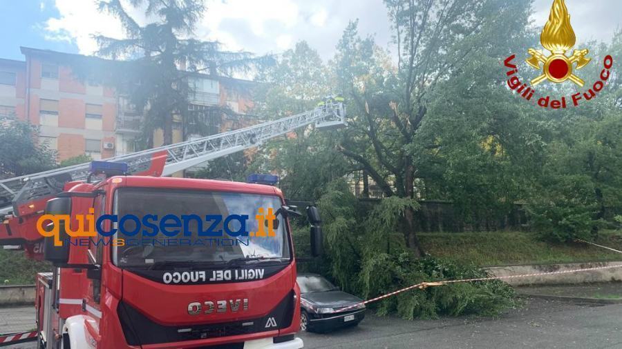 vigili del fuoco cosenza via stadi albero