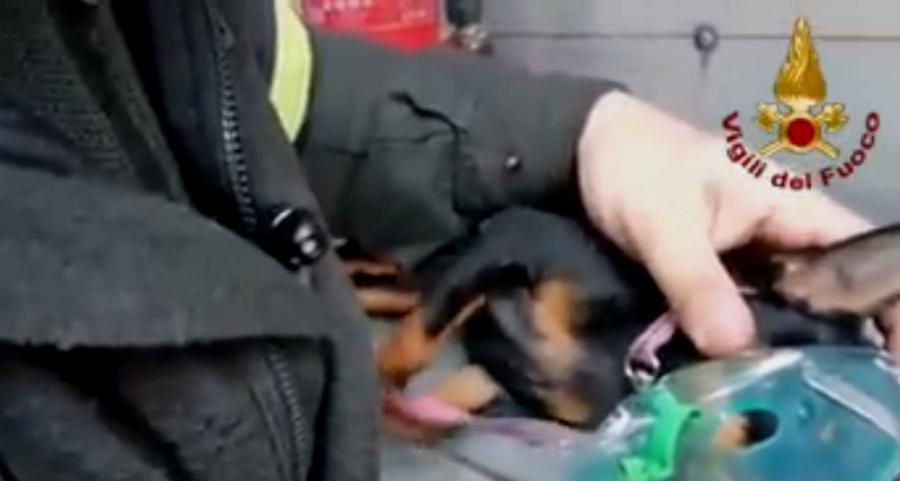 vigili del fuoco salvano cagnolino 01