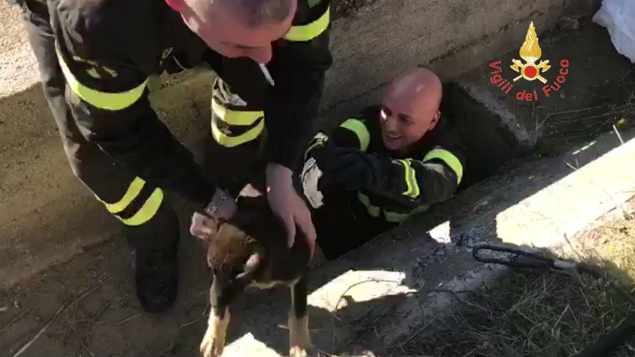 Cagnolino incastrato in un pozzetto, lo salvano i vigili del fuoco 57 vigili fuoco cagnolino 03