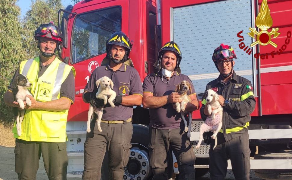 vigili fuoco canile cuccioli salvo