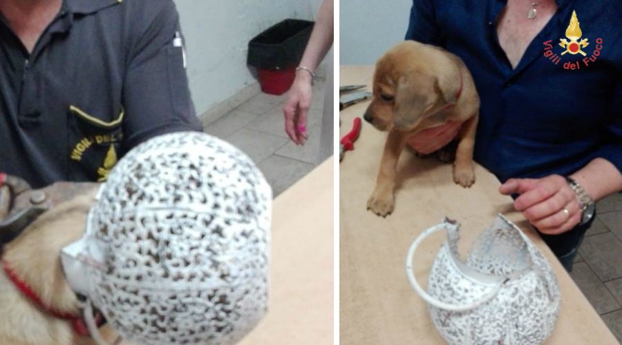 vigili fuoco cucciolo incastrato testa