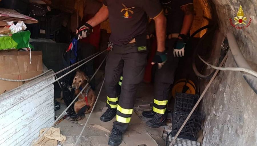 vigili fuoco salvano cane reggio 01