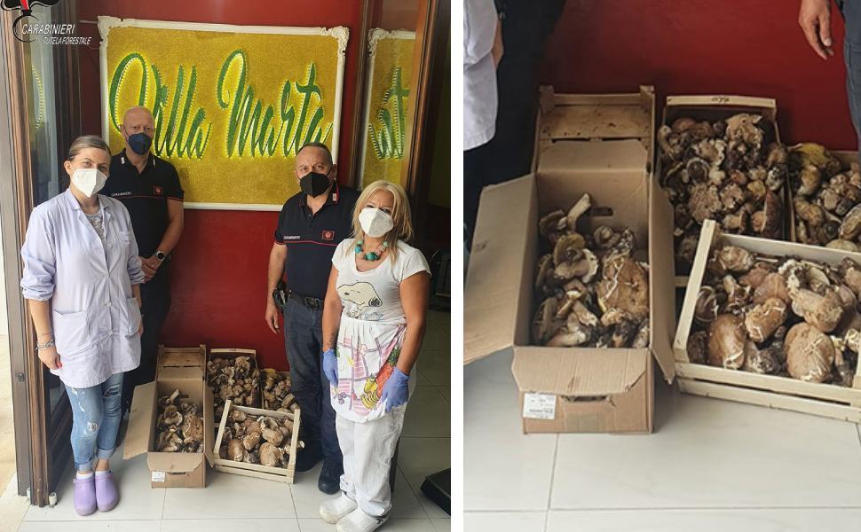 Funghi venduti senza autorizzazione in Sila, donati ad una casa di riposo 51 villa marta funghi sequestrati