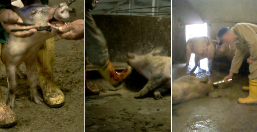 violenza brutali maiali essere animale