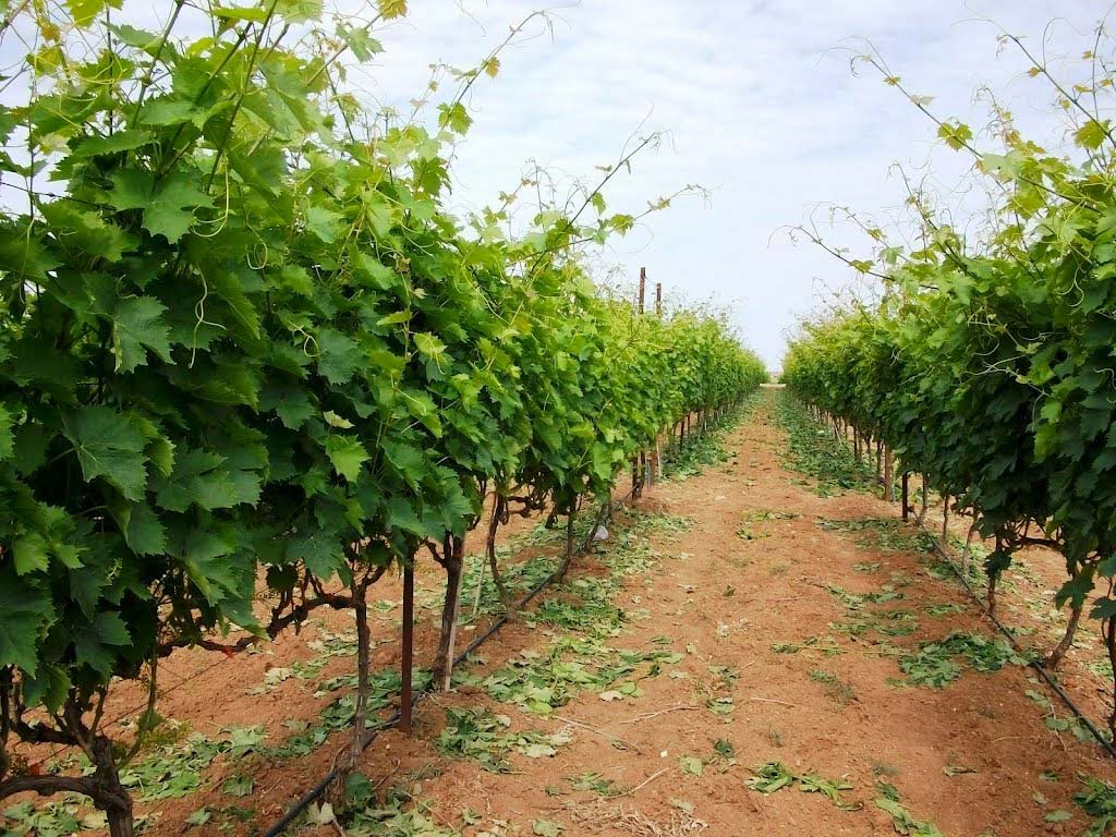 Calabria: al via la "vendemmia verde", 46 le aziende ammesse 51 vite 2