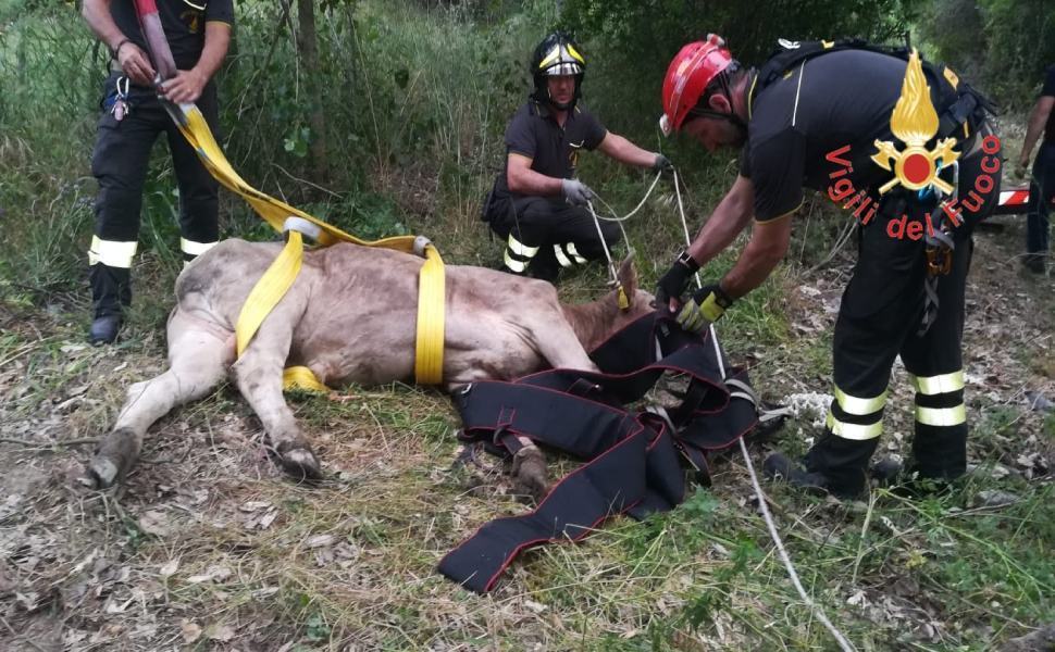Vitello cade in un pozzo, salvato dai vigili del fuoco 51 vitello pozzo crotone vvff 01