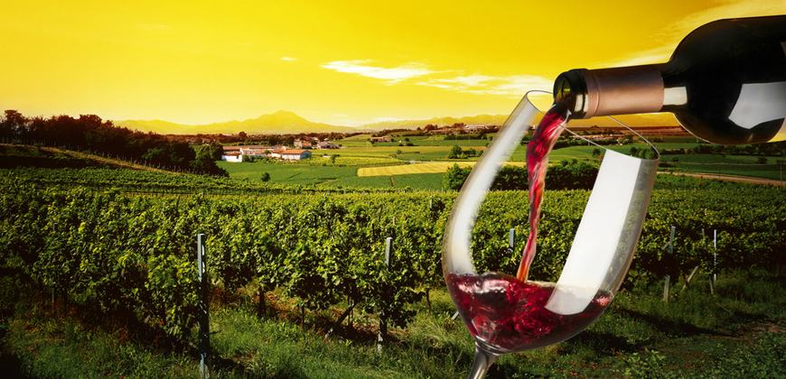 In arrivo 735 mila euro destinati agli investimenti in vitivinicoltura 51 vitigni