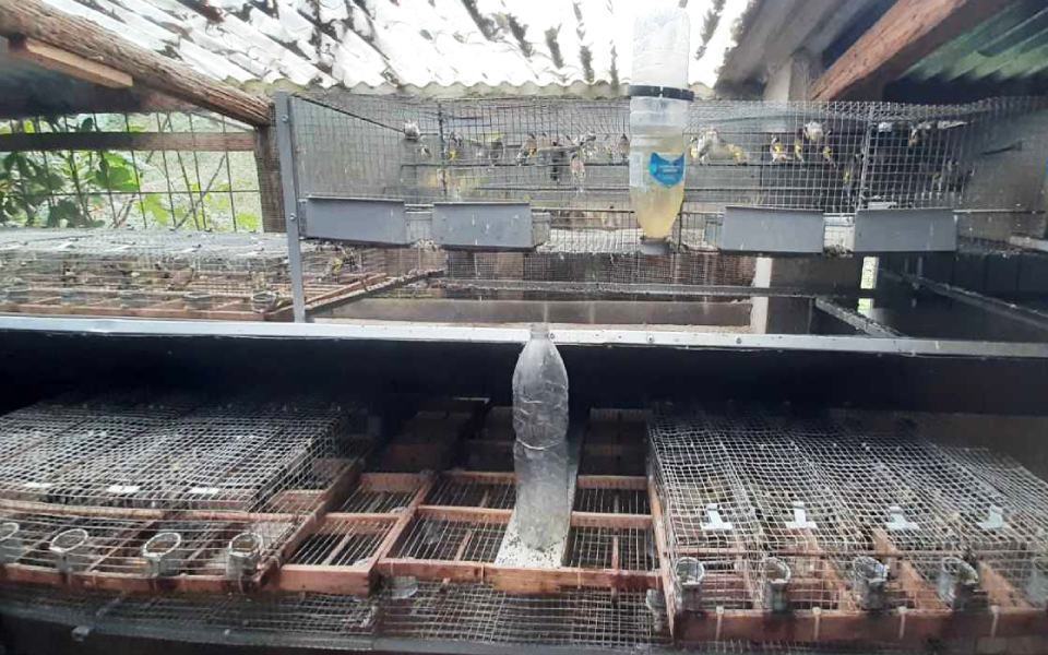 volatili protetti denunce rc 1