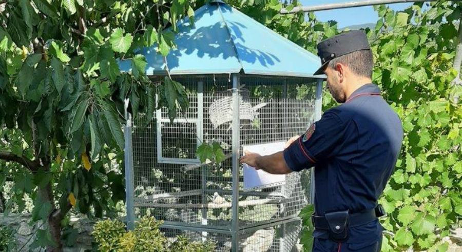 voliera carab forestali