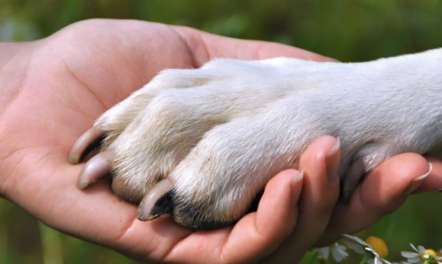 zampa cane e mano