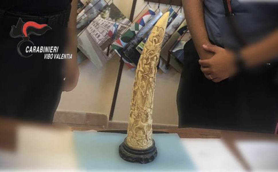 Discarica abusiva in un'azienda agricola, anche una zanna di elefante intagliata 2 zanna elefante africano stefanaconi