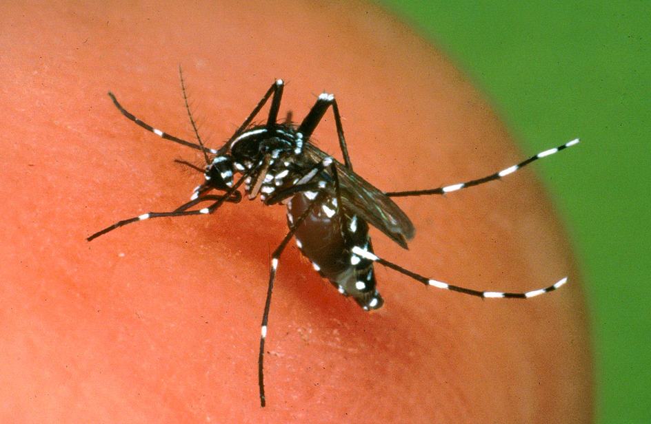 zanzare 1