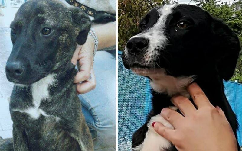 zito e zuccherino 01