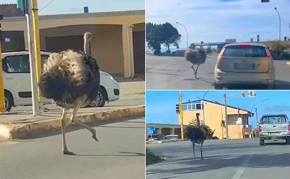 Struzzo Campora San Giovanni