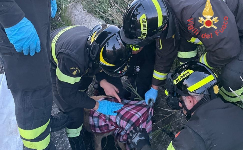 cagnolino salvato vvff 01