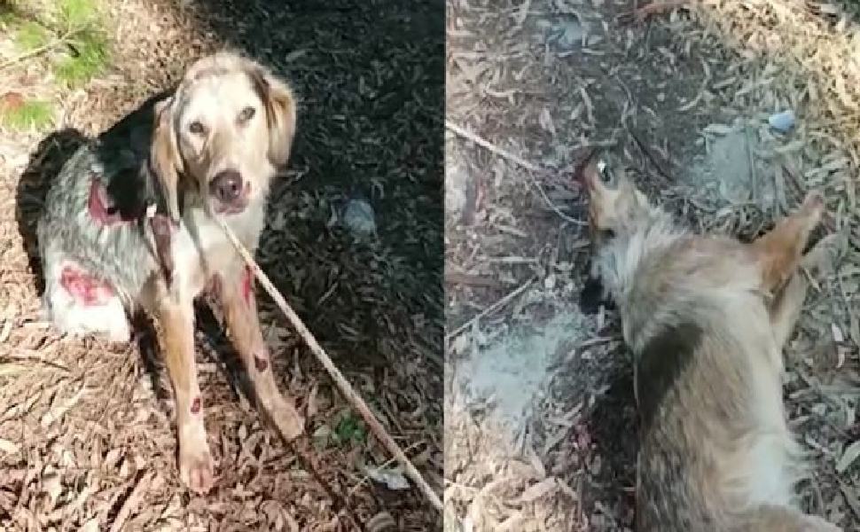 Crudele esecuzione: due cani legati e trascinati con l'auto. Uno è morto 51 cani trascinati palizzi bedc5e17