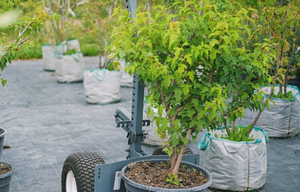 forestazione urbana cs