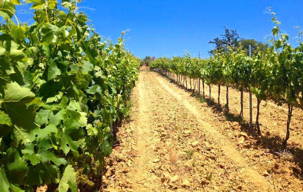 Altomonte-vigneti2