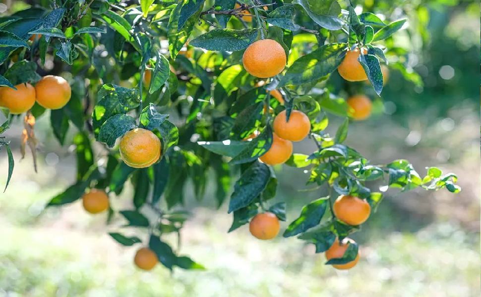 CLEMENTINE