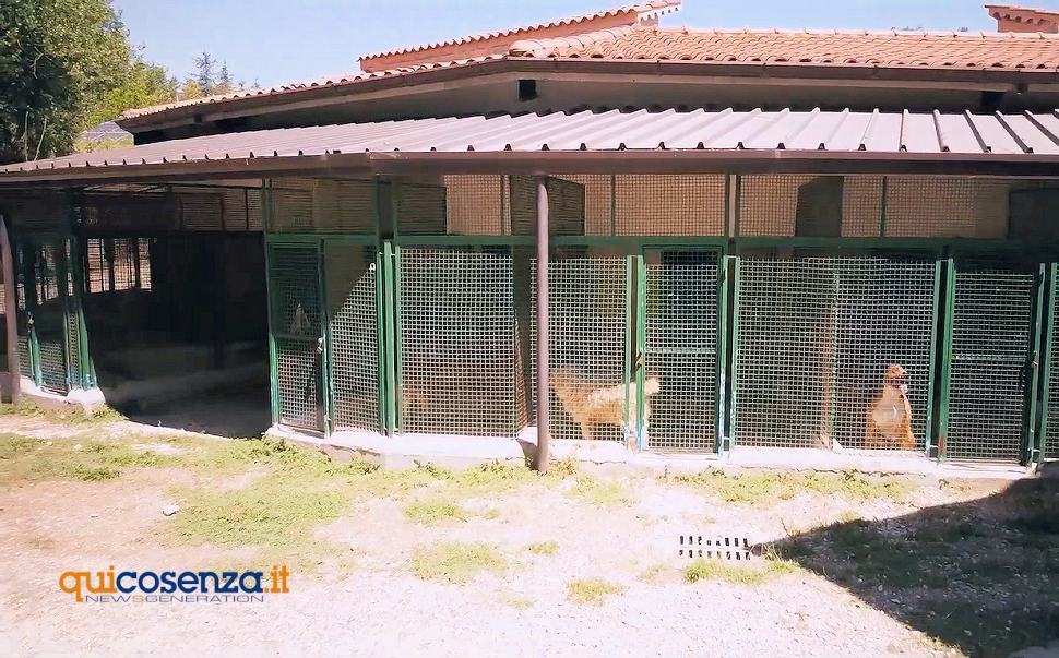 Cosenza: 600mila euro per il canile sanitario di Donnici. Buffone «iniziative per favorire le adozioni» 53 Canile di Donnici2