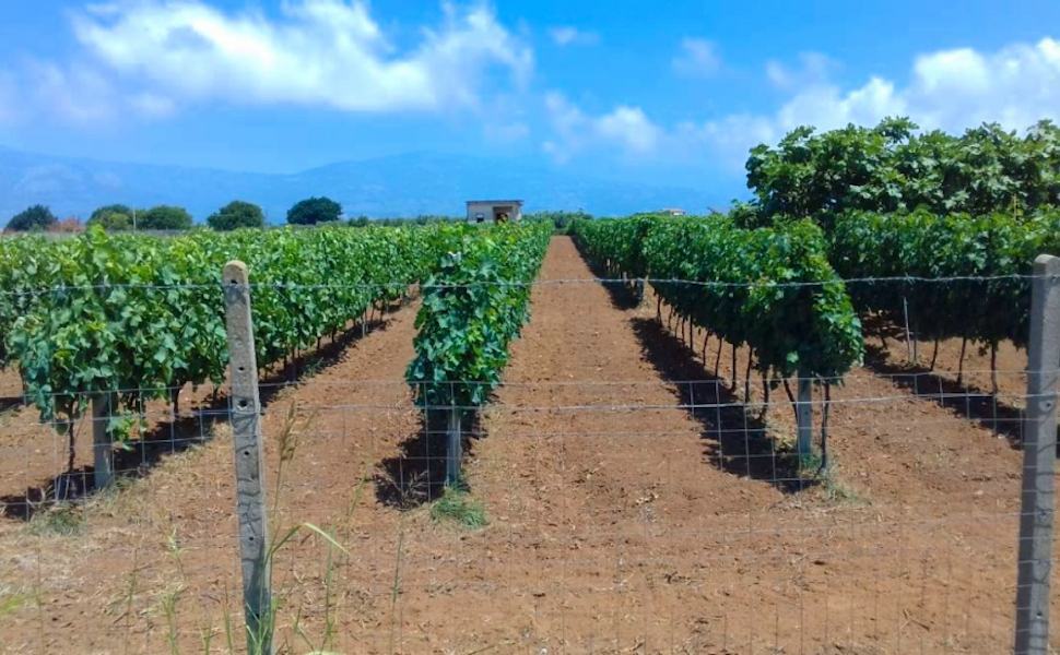 Vendemmia in Calabria con 10 giorni di anticipo: caldo e siccità accelerano la raccolta 54 Vendemmia
