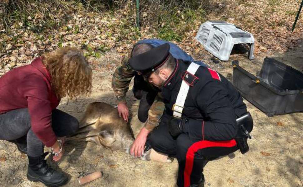 carabinieri verzino capriolo