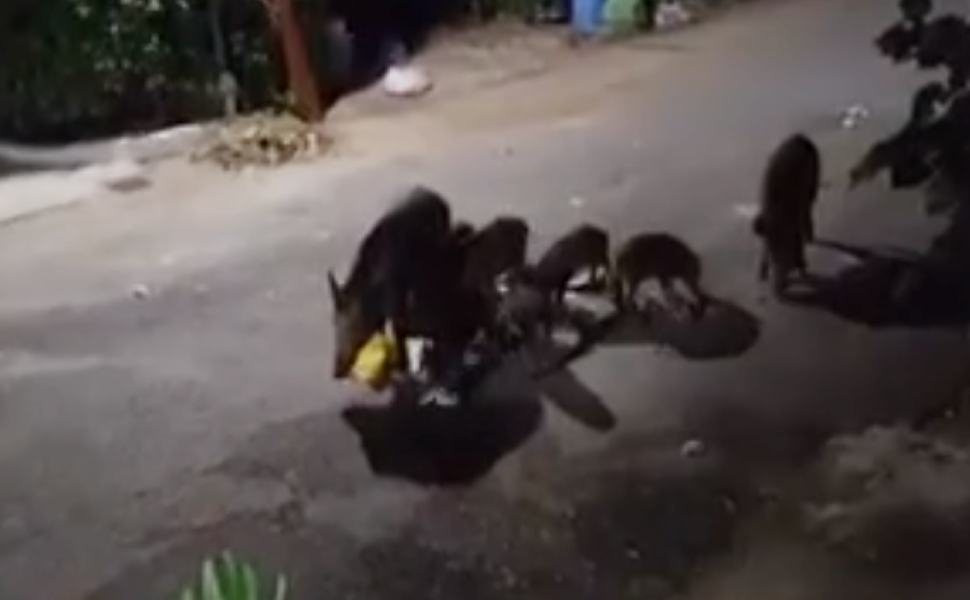 cinghiali a sangineto