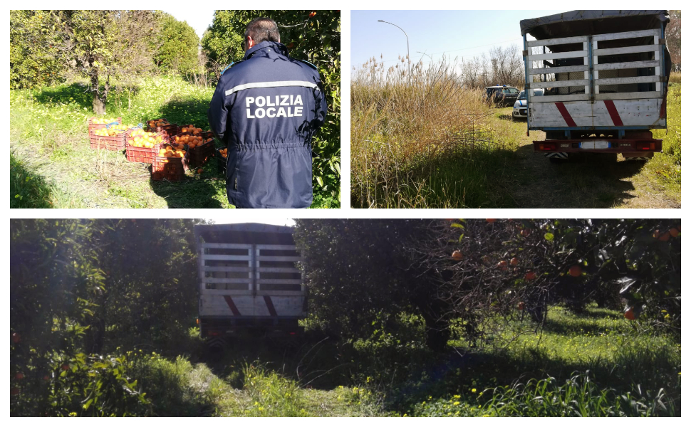 furto arance cassano