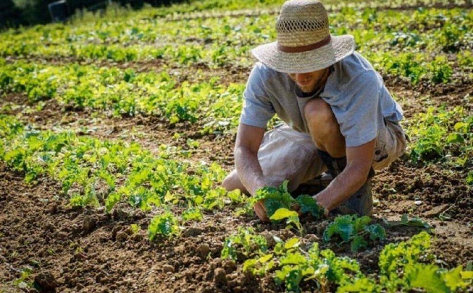 Gallo: «La Calabria ha il maggior insediamento di giovani in agricoltura» 52 giovani e agricoltura