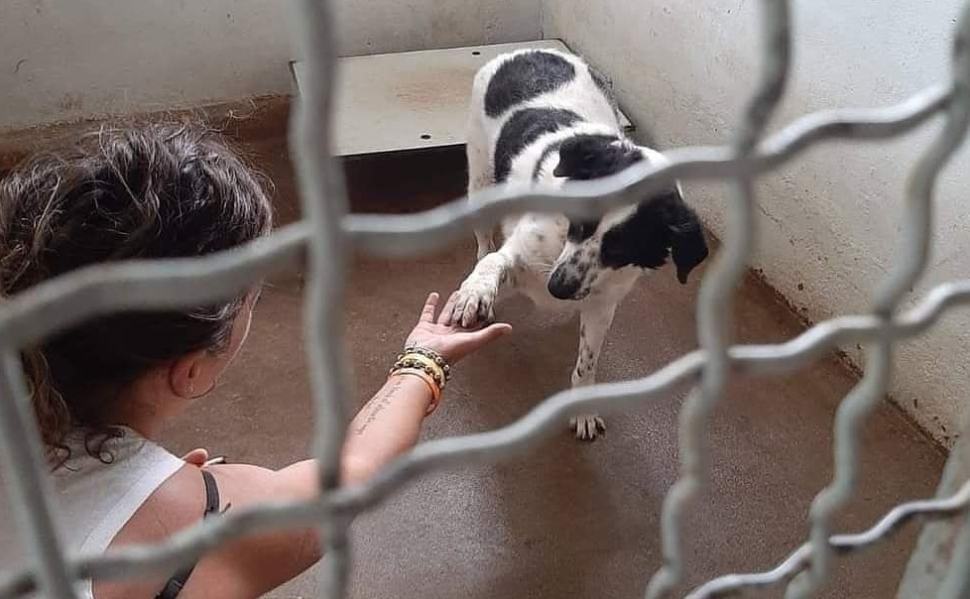 Allarme canili: oltre 14mila cani rischiano la reclusione a vita. Calabria tra le regioni più a rischio randagismo 53 canili