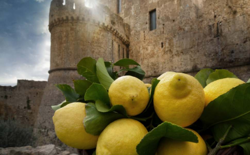 limoni igp amendolara