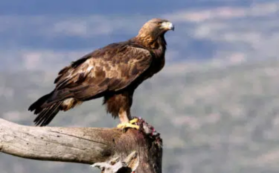 Il ritorno della regina dei cieli: l'aquila reale avvistata a Orsomarso 51 particolare aquila