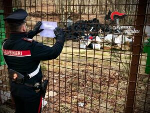 Nardodipace 5 1024x768 1