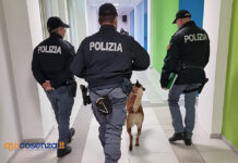 Polizia Cosenza controlli unità cinofile