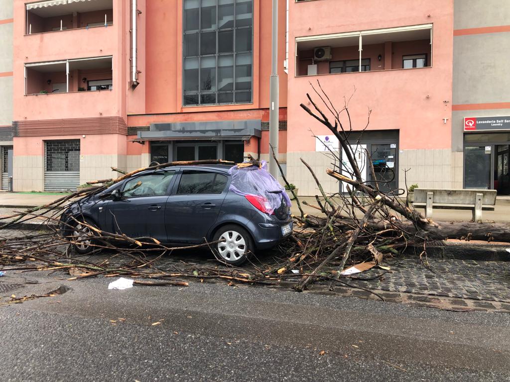 Paura a Cosenza, violento nubifragio: danni al villaggio Coldiretti, tetti divelti e alberi caduti 55 albero caduto cosenza