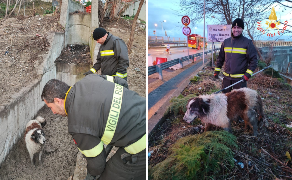 cane recuperato vigili fuoco viadotto bisantis