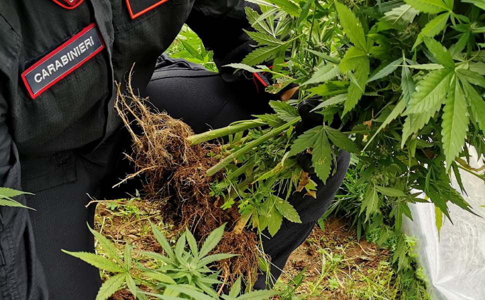 carabinieri piante marijuana
