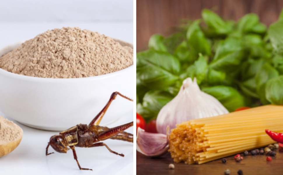 farina insetti e cucina italiana