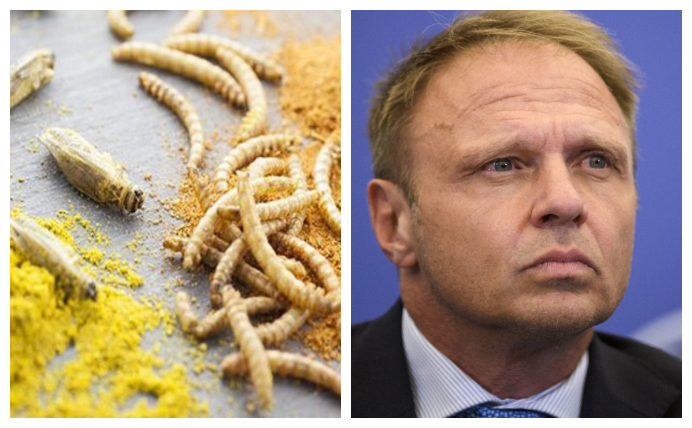 farine insetti Lollobrigida