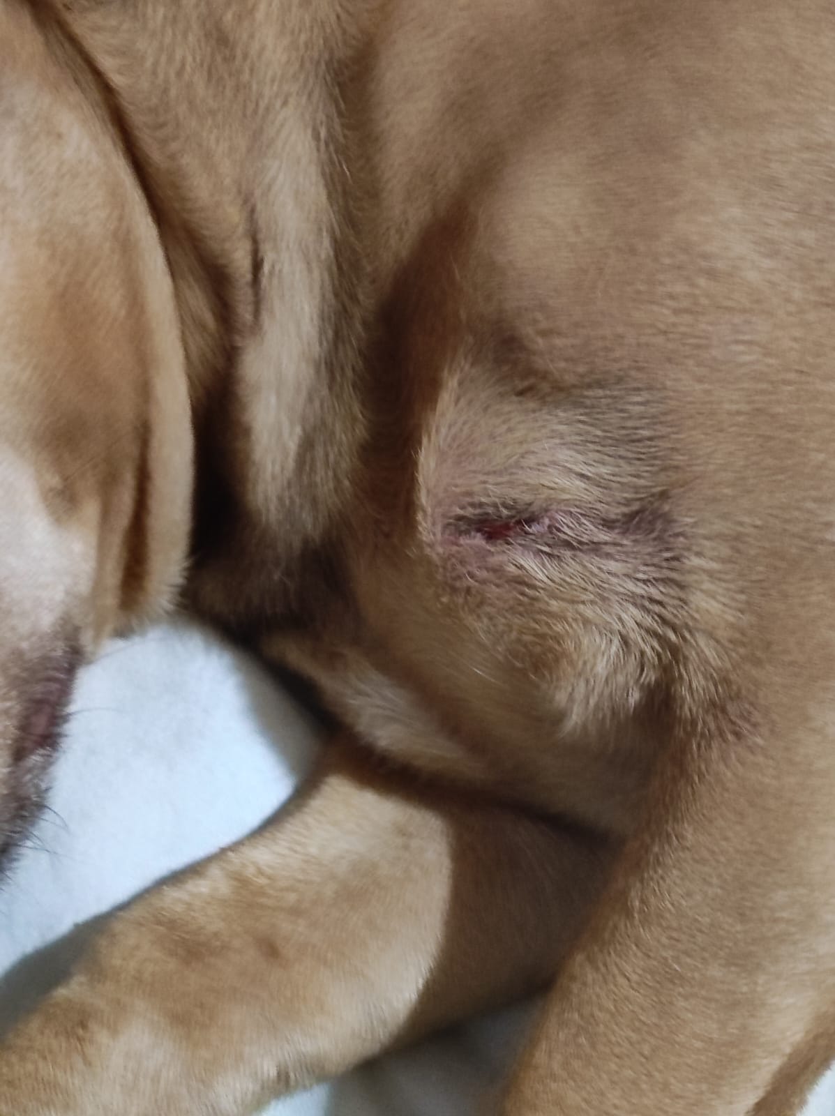 San Pietro in Guarano: aggredito insieme al suo cane, il rimpallo per sporgere denuncia 55 foto aggressione san pietro in guarano 5