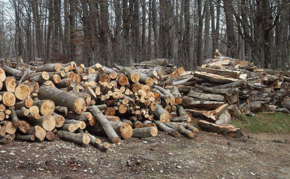 Filiera del legno, le imprese boschive calabresi pronte a scendere in piazza 51 impresa boschiva generico