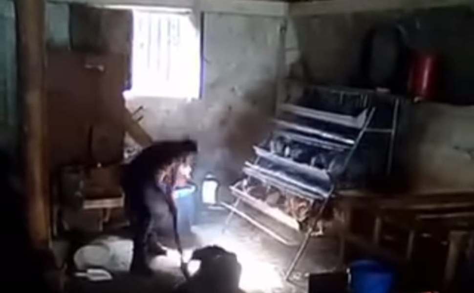 uccide maiale bastonate cosenza