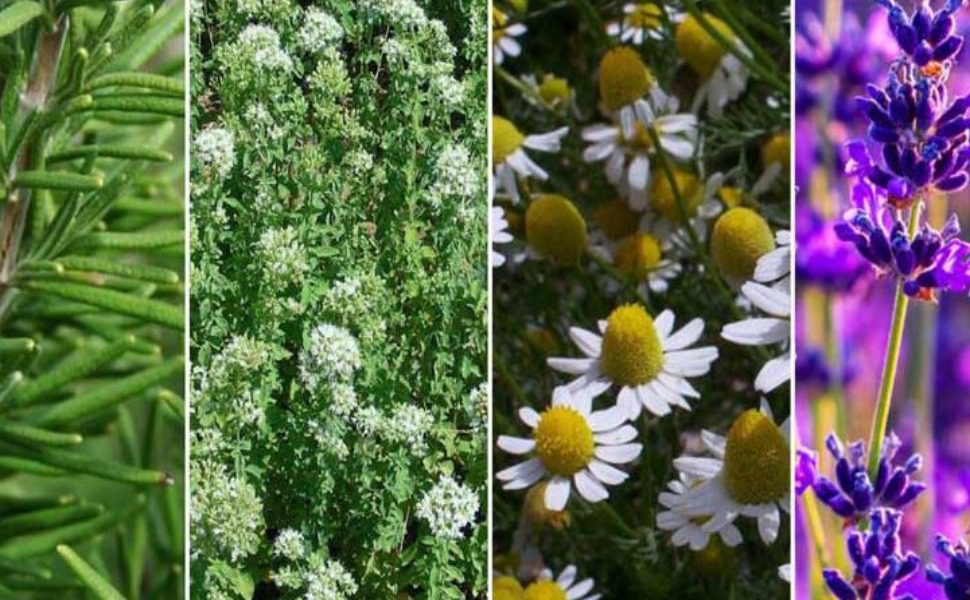 Collage piante officinaliweb 900x400 1