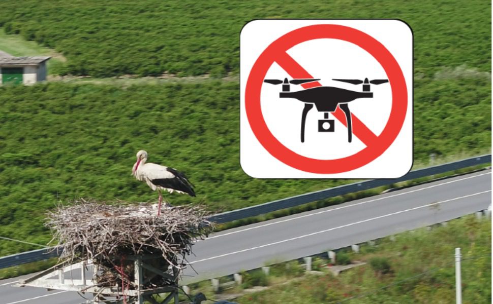 drone sui nidi di cicogna