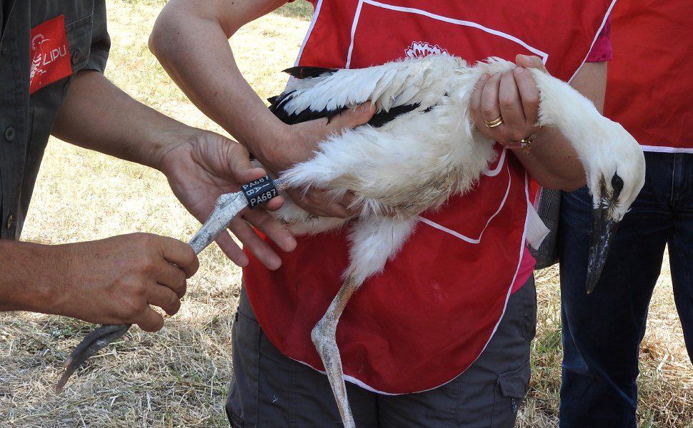 Inanellamento cicogna lipu rende 01