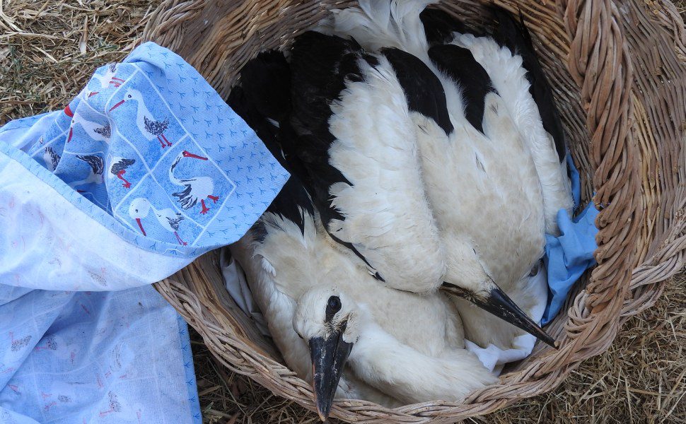 Piccoli di cicogne in attesa di essere inanellate lipu rende